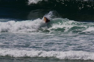 Bodyboard